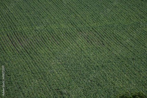 survol du vol d'oiseau