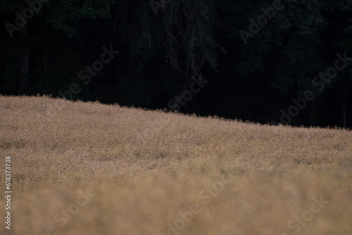 Champs en lisière 2ème partie