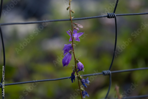 Fleures sur grillage