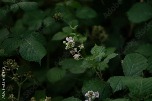 Fleures sur lisière de forêt
