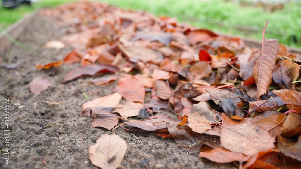 Brown wet foliage on the ground in autumn, close-up. Mulching the soil with fallen leaves before winter. Smooth camera span