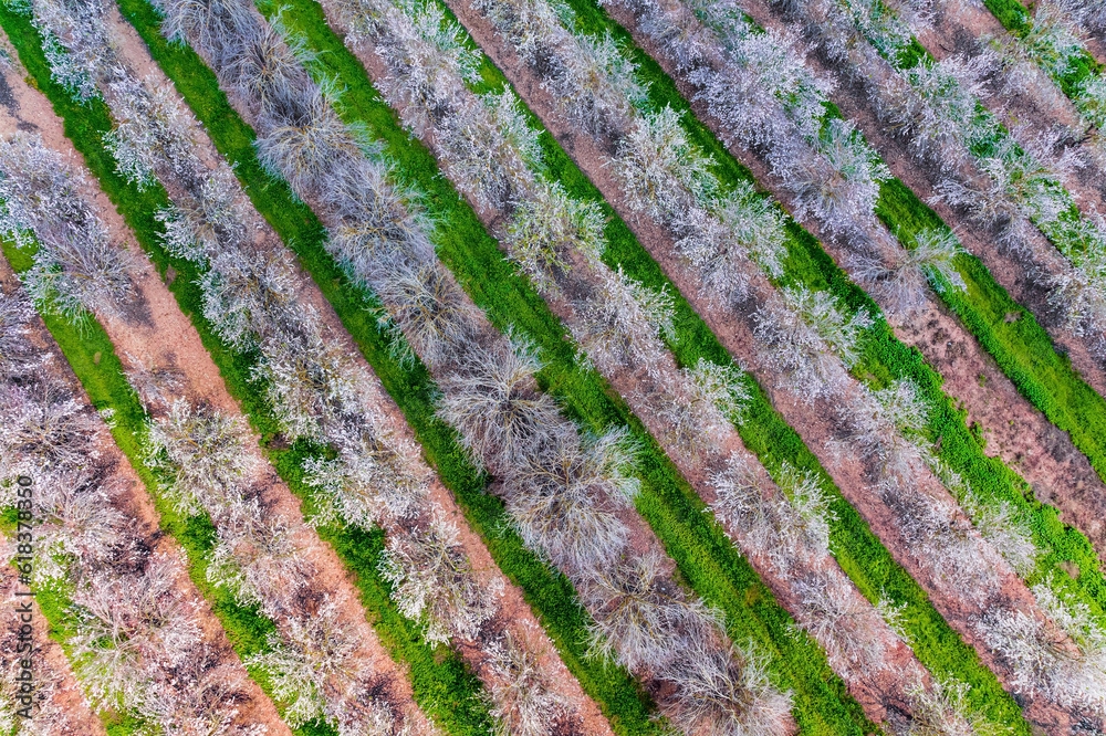  Trees blooming with flowers,