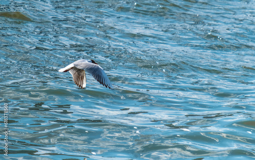 A seagull flying over the sea waves on a sunny summer day.