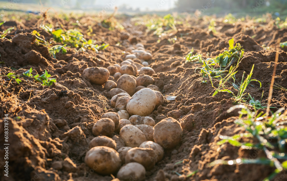 Pile of organic potatoes in field.Harvesting organic potatoes.