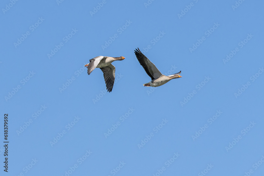 Obraz premium The flying greylag goose, Anser anser is a species of large goose