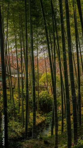 bamboo forest in spring in japan © Artem Orlyanskiy