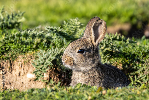 Fotografie European rabbit, Common rabbit, Oryctolagus cuniculus sitting on a meadow at Mun