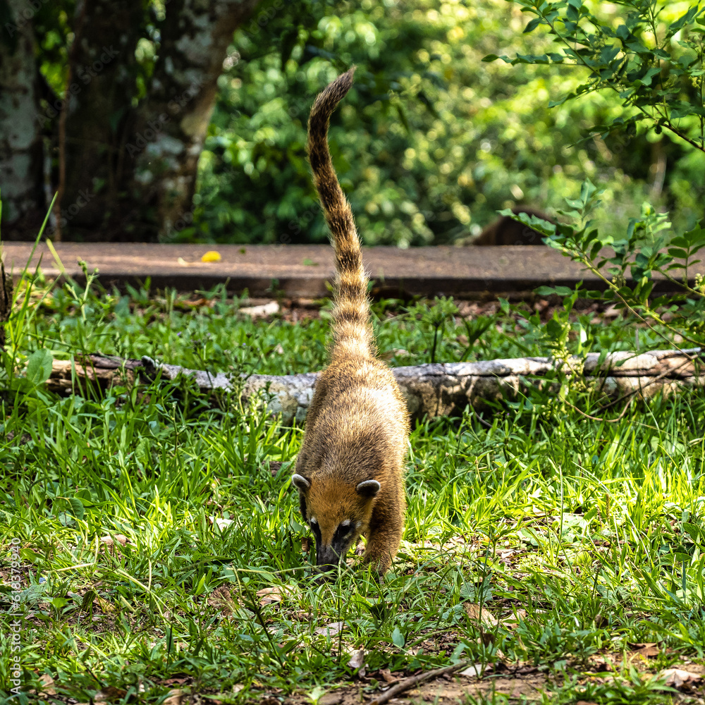 South American Coati, Ring-tailed Coati, Nasua nasua at Iguazu Falls