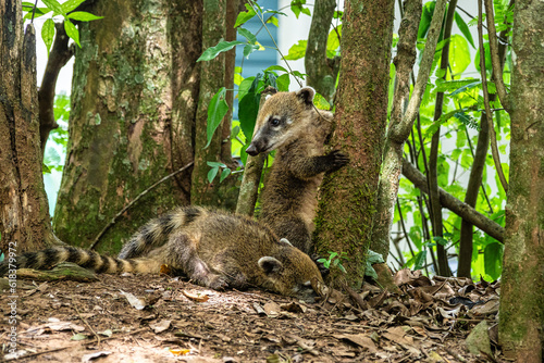 Fotografia South American Coati, Ring-tailed Coati, Nasua nasua at Iguazu Falls, Puerto Igu