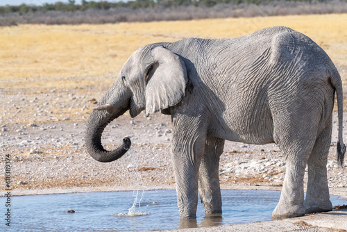 Telephoto shot of one giant African Elephant -Loxodonta Africana- drinking from a waterhole in Etosha National Park, Namibia.