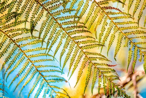fern leaves background
