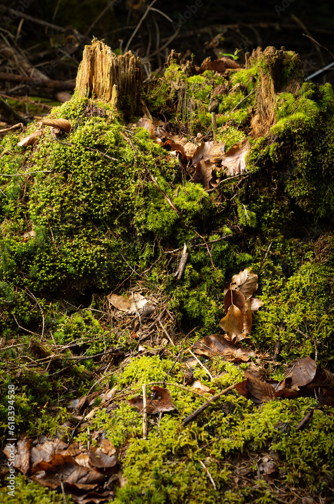 Forest Ground with lot of dosh and moss