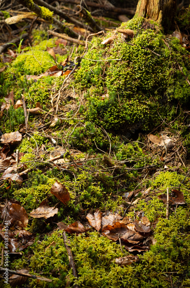 Forest Ground with lot of dosh and moss Forest Ground with lot of dosh and moss