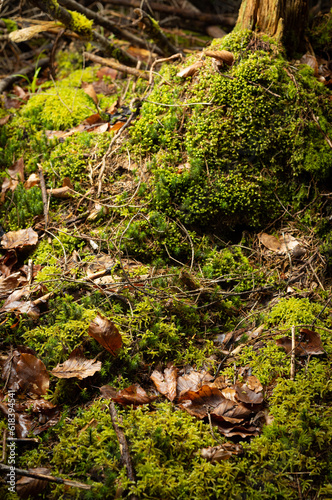 Forest Ground with lot of dosh and moss