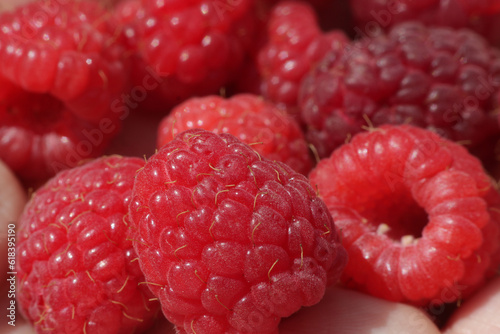 ripening raspberry in the summer garden