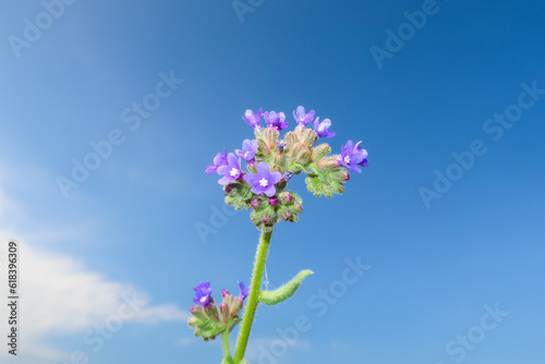 Common bugloss flowering flower plant herb nature natural detail close up