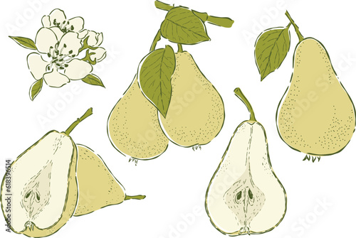 Pear fruit hand drawn  illustrations vector set