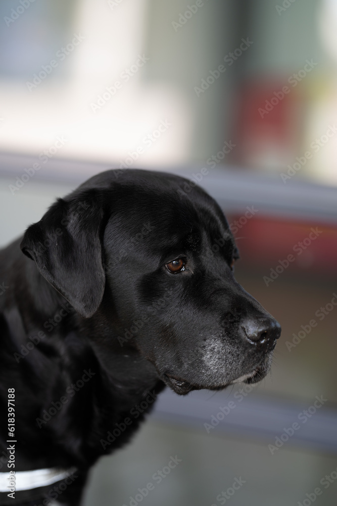 schwarzer Hund schwarzer Hund