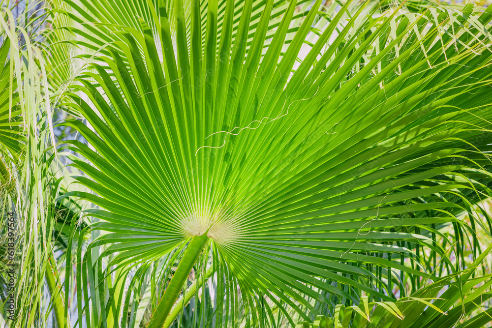 Fototapeta premium Exotic palm leaf close-up view. Tropical flora concept