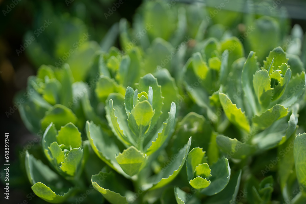 Pflanzen - Grünpflanzen