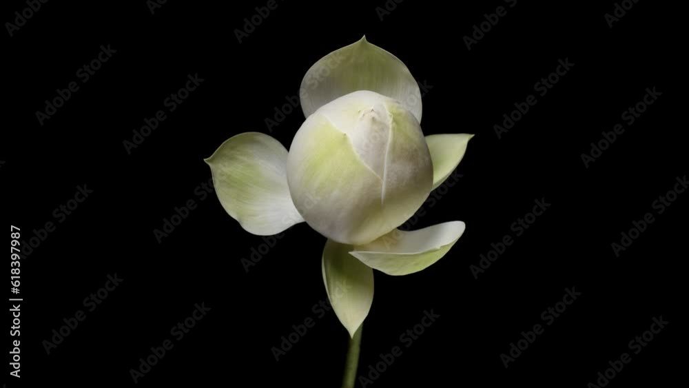 4K time Lapse footage of blooming white lotus flower from bud to full blossom then back to bud isolated on black background, close up shot top view.