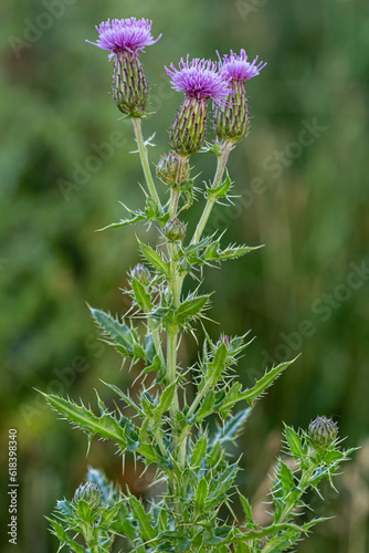 Фотография Cirsium arvense. Stem, leaves and flowers of creeping thistle.
