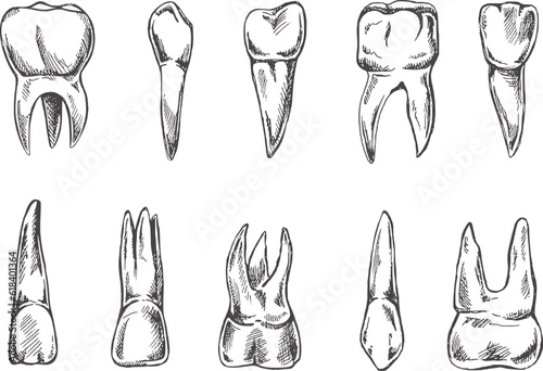 Stomatology hand drawn set. Toothache treatment. Teeth sketch.  Different types of human tooth.  Engraving fangs and molars.