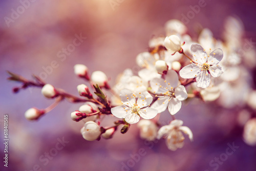 Cherry blossom branch in the garden in spring 