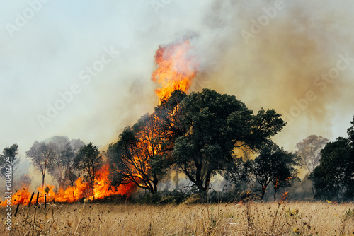 Canvastavla A tree devoured by flames Fires in Italy Brasil Spain Greece Chile California