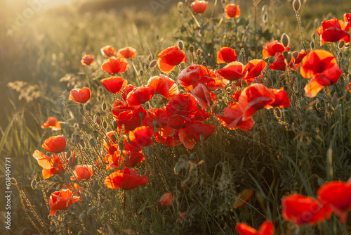 Poppies in a wild field during a summer sunset