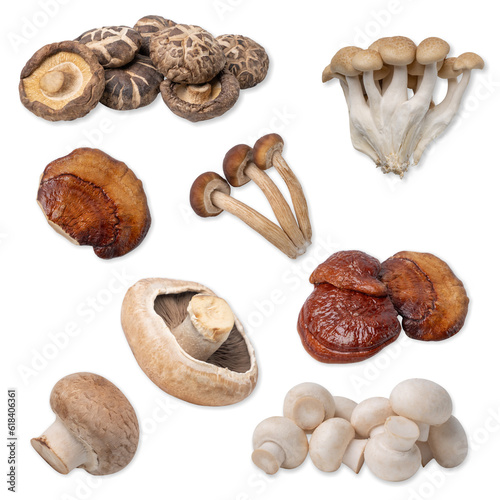 Assorted of edible mushrooms isolated on white background with clipping path.