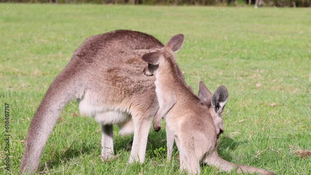 Kangaroo Mother and Joey in a Lush Green Field Kangaroo Mother and Joey in a Lush Green Field