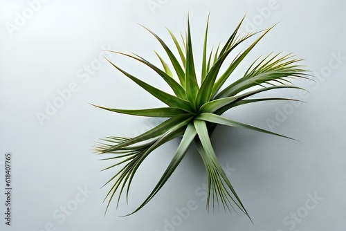 beautiful large grey green air plant 