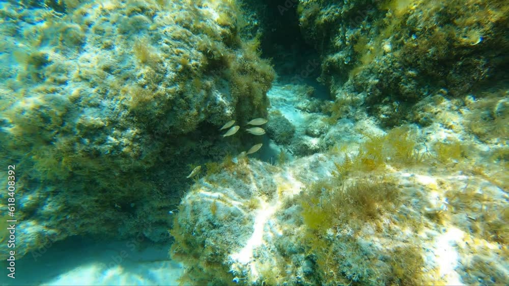 Underwater video of flock of marbled spinefoot fish swimming over rocks in the sea. Crete. Greece Underwater video of flock of marbled spinefoot fish swimming over rocks in the sea. Crete. Greece