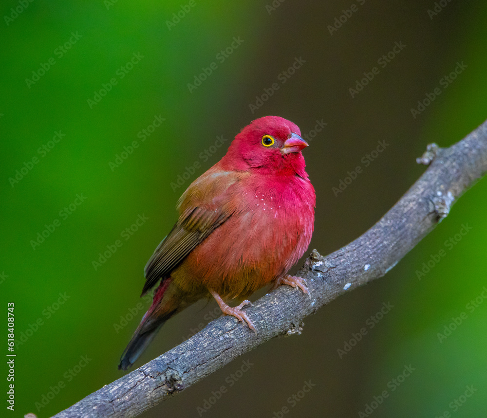 Red-billed fire finch Red-billed fire finch