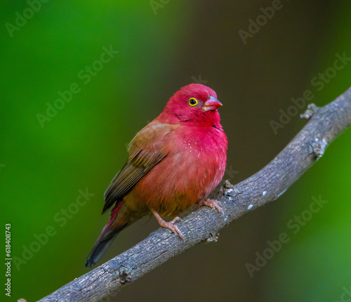 Red-billed fire finch