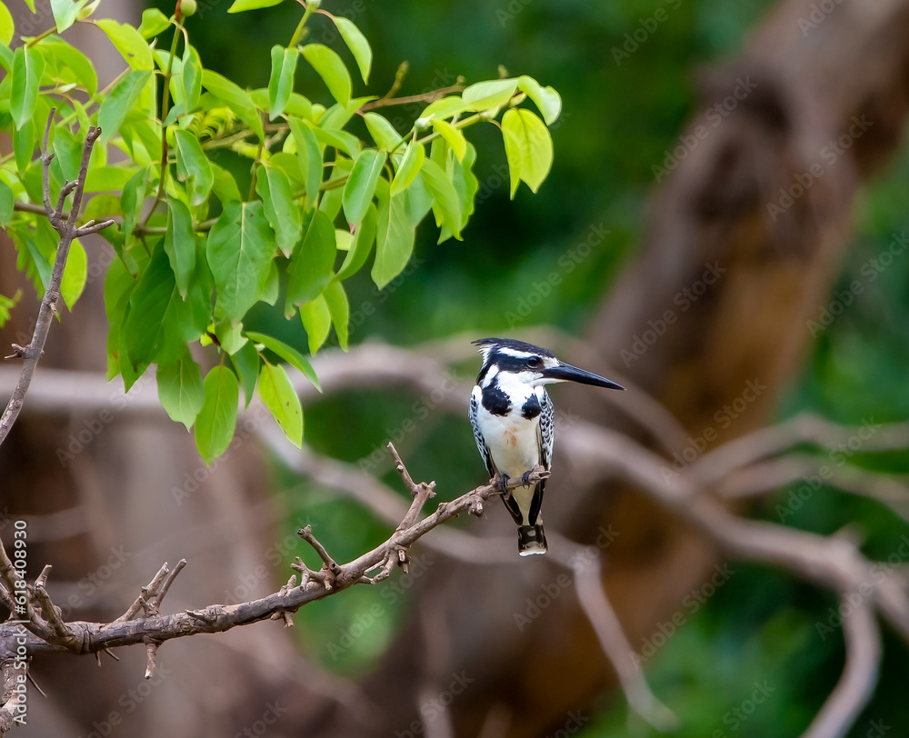 Obraz premium Pied kingfisher
