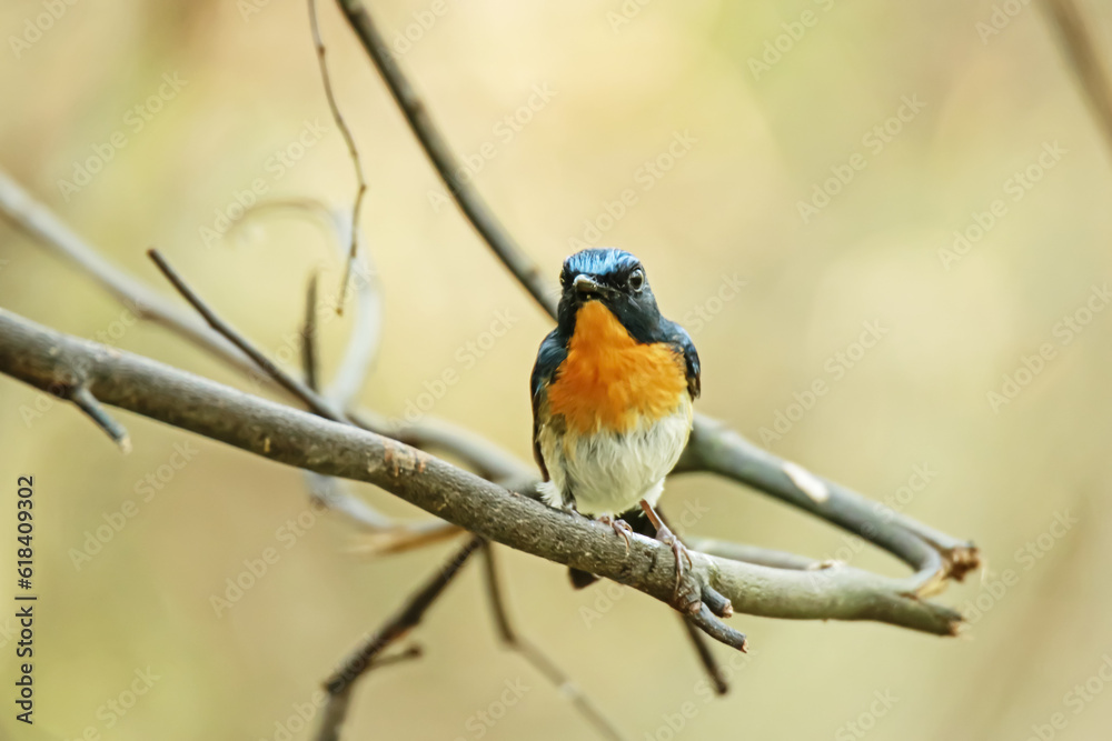 Tickell's Blue Flycatcher on a branch Tickell's Blue Flycatcher on a branch