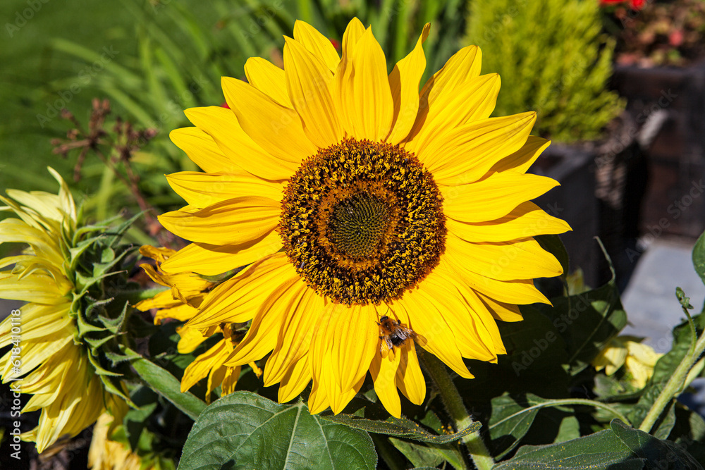 Obraz premium sunflower isolated on white background closeup. Flat lay, top view.