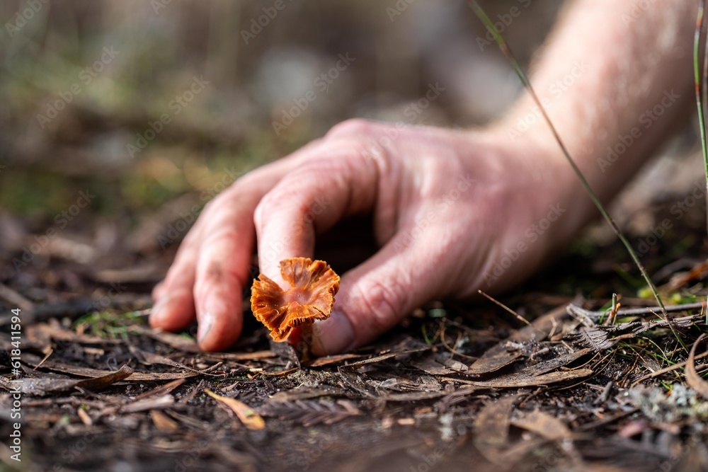 farmer studying a soil and plant sample in field. scientist in a paddock looking for fungi. farmer studying a soil and plant sample in field. scientist in a paddock looking for fungi.
