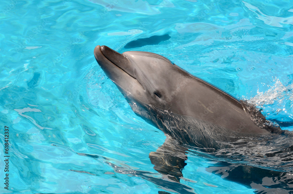 Fototapeta premium イルカ