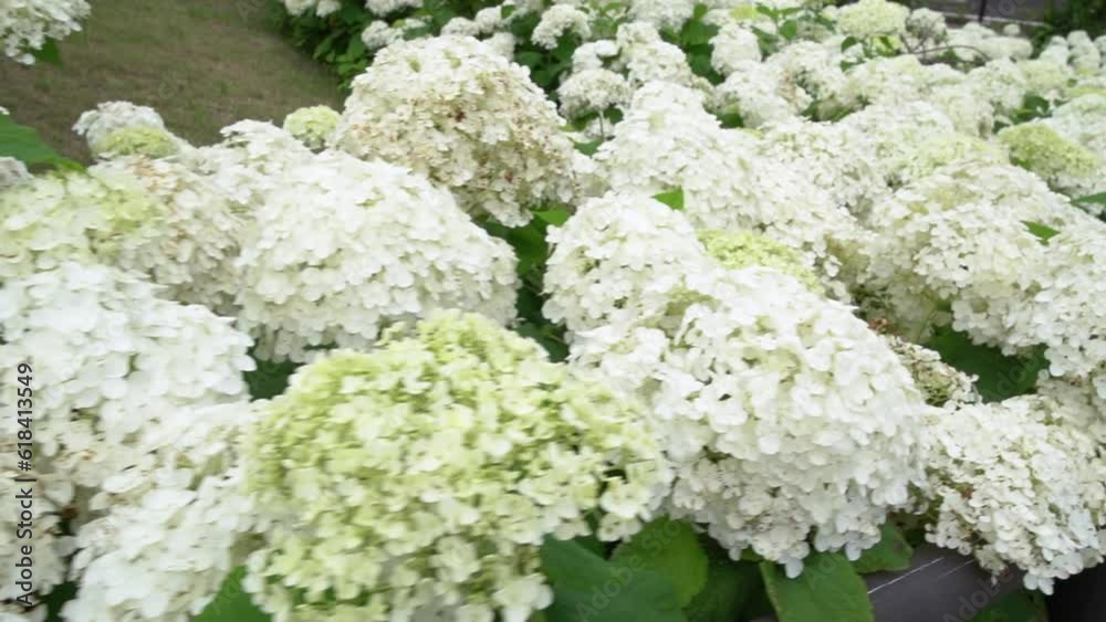 Climbing while looking down at the white hydrangeas(annabelle) Climbing while looking down at the white hydrangeas(annabelle)