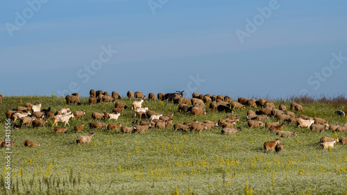 A flock of sheep and goats in the pasture © VitOt