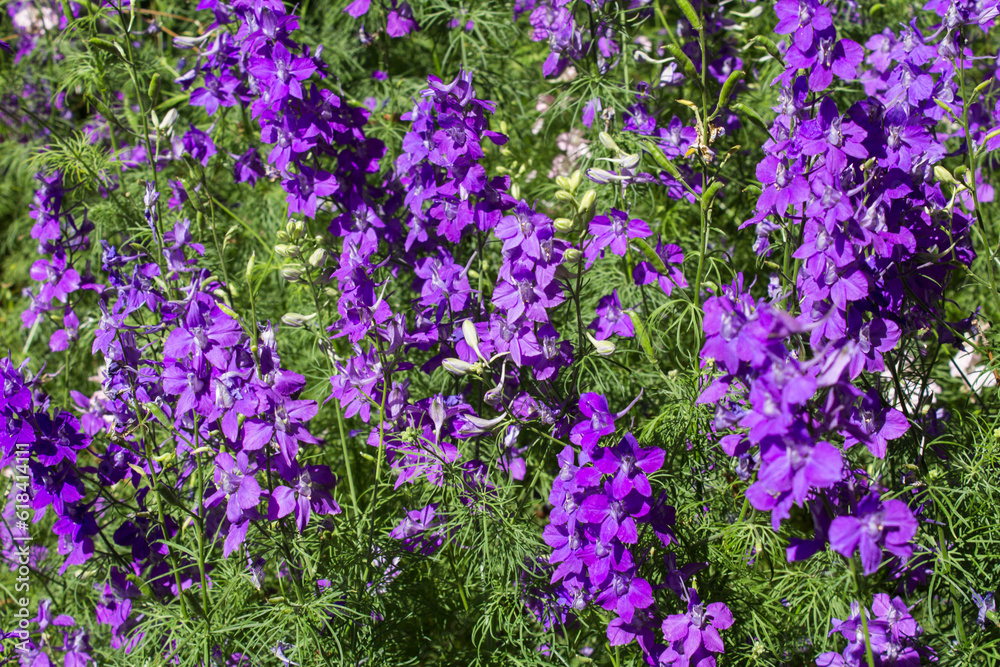 Naklejka premium Blooming purple flowers in the garden. Close-up. Nature background.