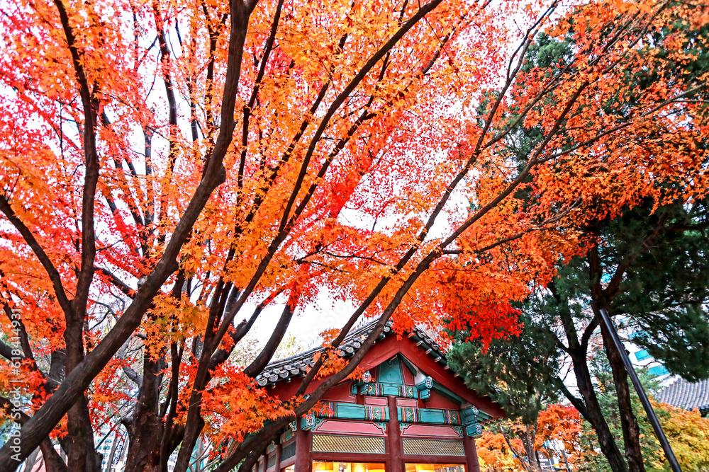 The autumn season chenge in South Korea The autumn season chenge in South Korea