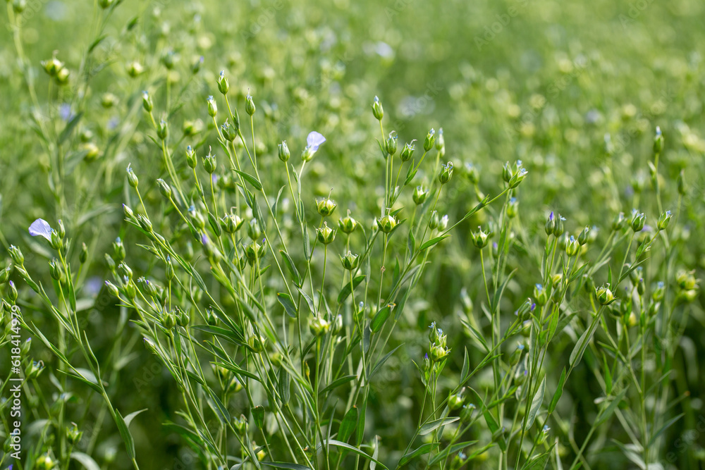 Green seed capsules of flax on the background of a green flax field Green seed capsules of flax on the background of a green flax field
