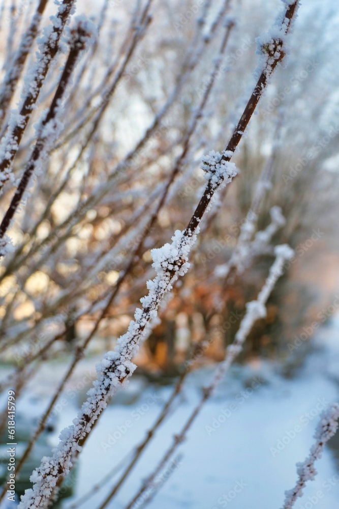 Picturesque winter scene featuring a close-up shot of snow-covered branches of a tree
