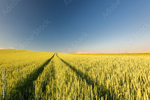 Ripe golden wheat field with path at the daytime in Pannonhalma  Hungary