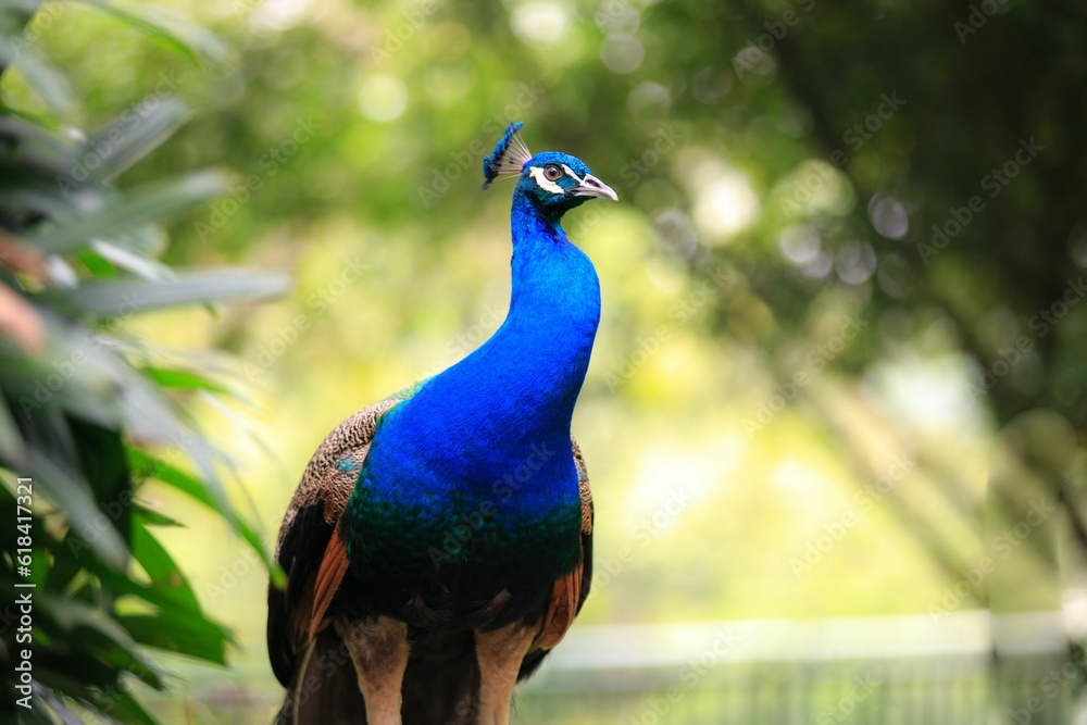 Selective focus shot of a bright blue peacock in a park Selective focus shot of a bright blue peacock in a park