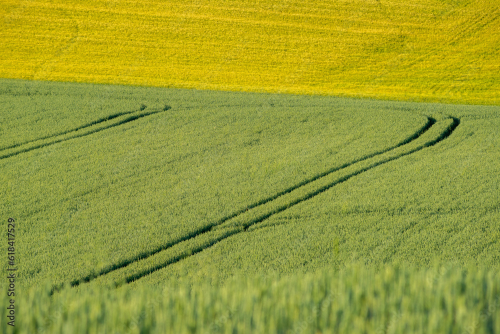 Ripe golden wheat field with path at the daytime in Pannonhalma, Hungary